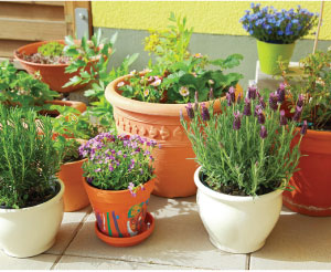 plants & herbs