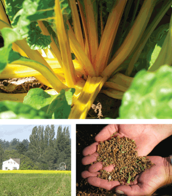 Collage of field images