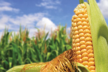 corn