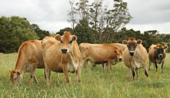 cows