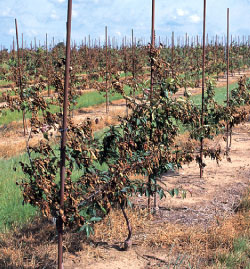 fire blight