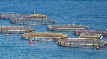 fish farms in ocean