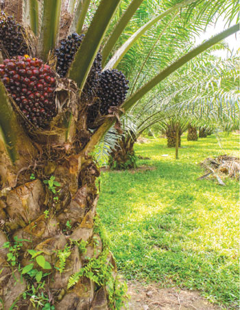 palm oil tree
