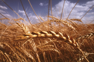 wheat field closeup