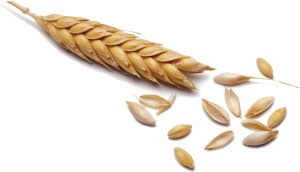 wheat