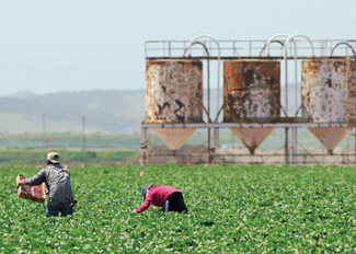 workers in field.
