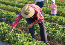 Farm Work Pesticide Project