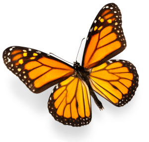 butterfly