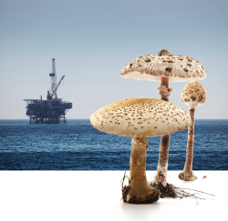 oil rig & mushrooms