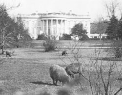 Sheep at White House