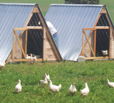 chickens