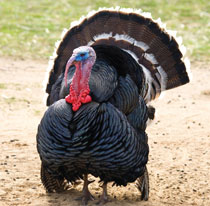 field turkeys