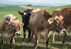 pure eire dairy jerseys cows