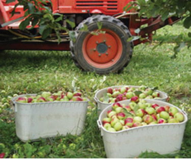 apples in containers