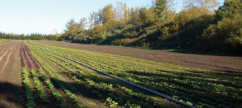 fields in farm