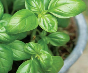 basil plant