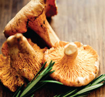 chantrelles mushrooms rosemary
