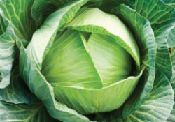 green cabbage