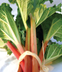 rhubarb stalk