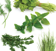 spring herbs cropped