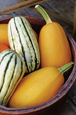 winter squash