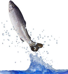 fish jumping