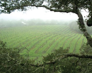 vineyard