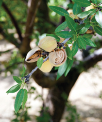 almond tree soil sea