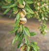 almonds soil sea