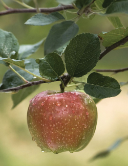 apple soil sea