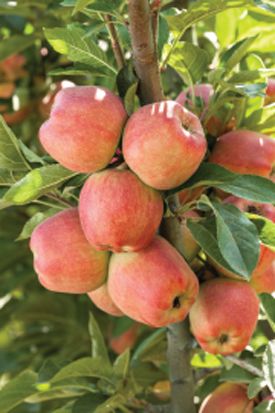apple tree
