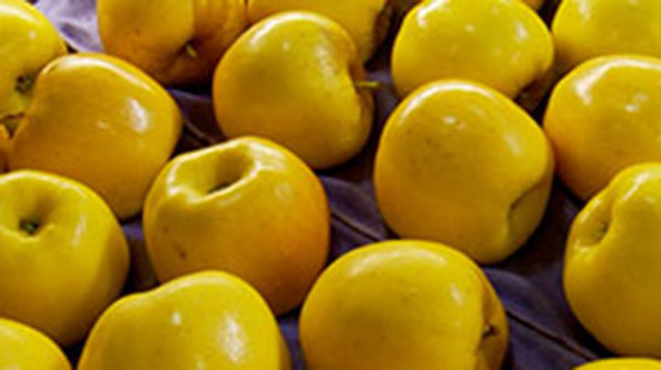 apples  toc