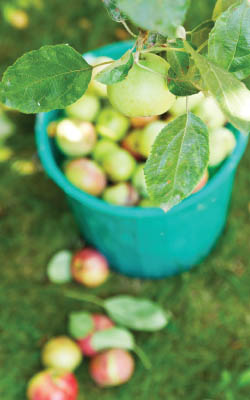 apples soil sea