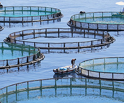 Aquaculture awash in controversy