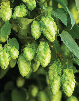 beer hops