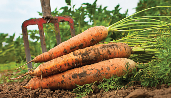 carrots farm sc cover x