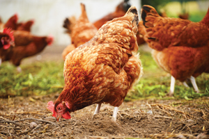 chickens egg labels