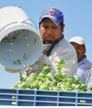 convilli vendor