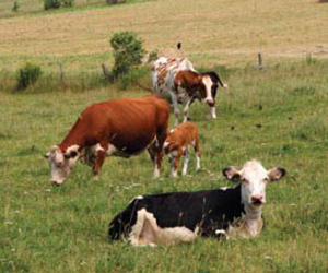 cows soil sea x