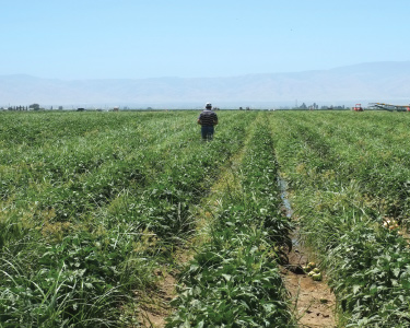 farm peppers soil sea