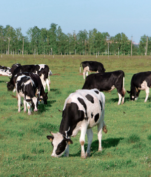 field cows soil sea
