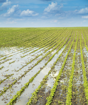 fooded crop soil sea