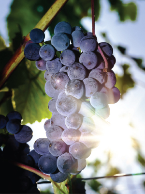 grapes wine