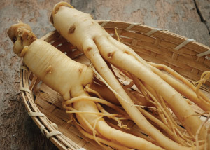 herb botanical