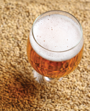 local beer barley