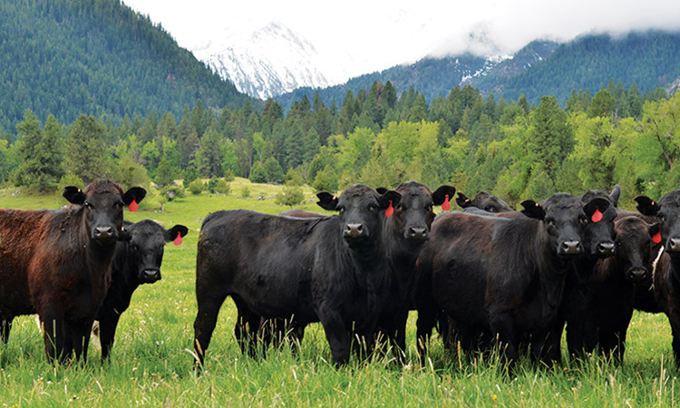 oregon country beef cows in field