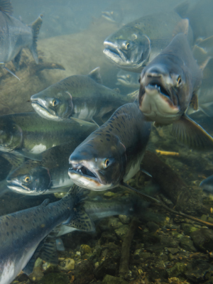 salmon swimming