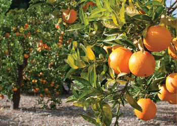 saving organic citrus