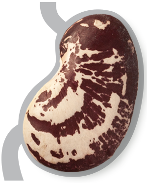 sc cover story fiber bean gut
