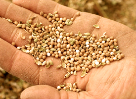 seeds hand